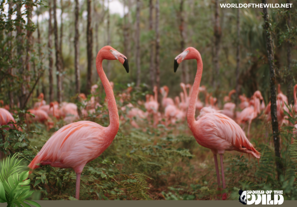 Why Did The Flamingos Leave Florida