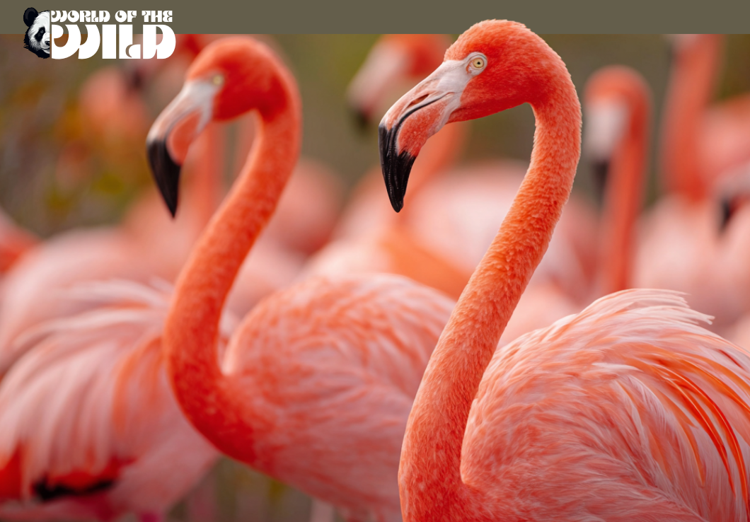 Why Did The Flamingos Leave Florida