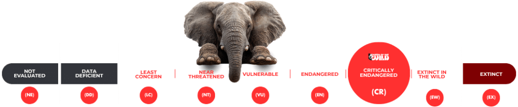 African Forest Elephant