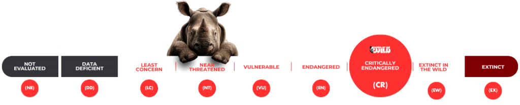 Javan Rhino