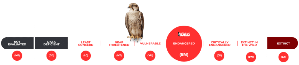 Saker Falcon