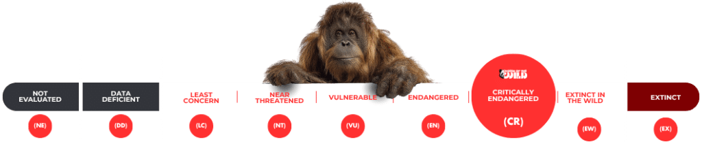Tapanuli Orangutan