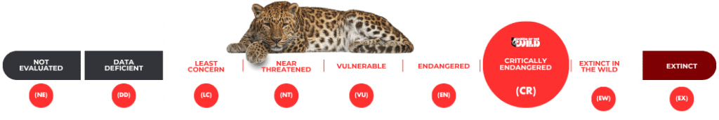 Amur Leopard