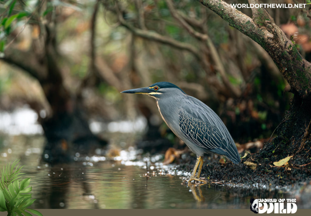 Striated Heron