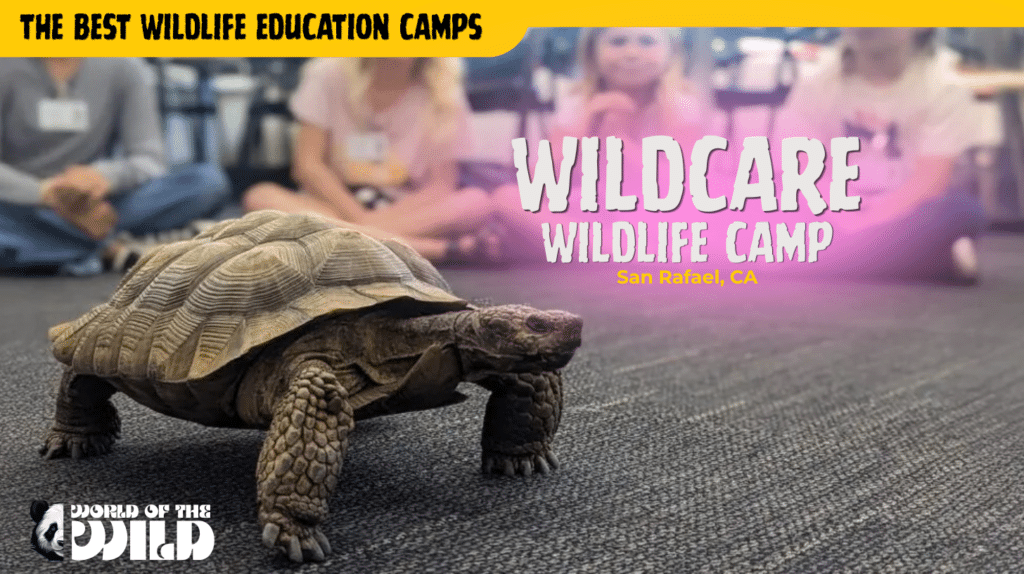 WildCare Wildlife Camp — San Rafael, California (Bay Area)