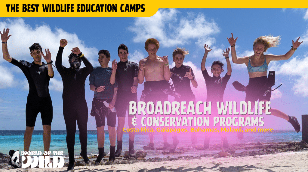 Broadreach Wildlife & Conservation Programs — Global (Costa Rica, Galápagos, Bahamas, Malawi, and more)