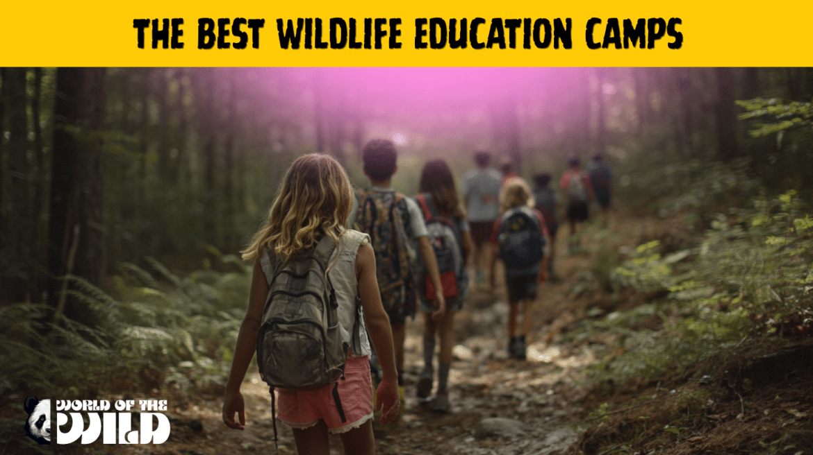 What Are the Best Wildlife Education Camps for Families?