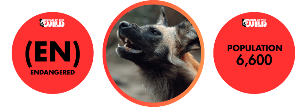 African Wild Dog