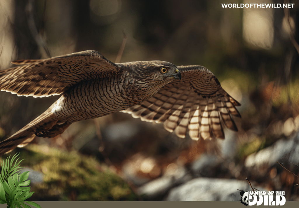 Northern Goshawk