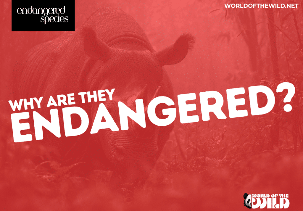 How many species are currently endangered in the world?