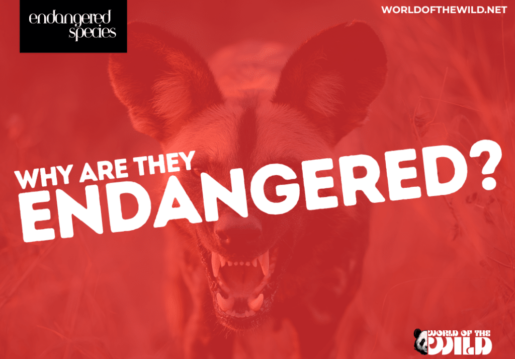 How many species are currently endangered in the world?