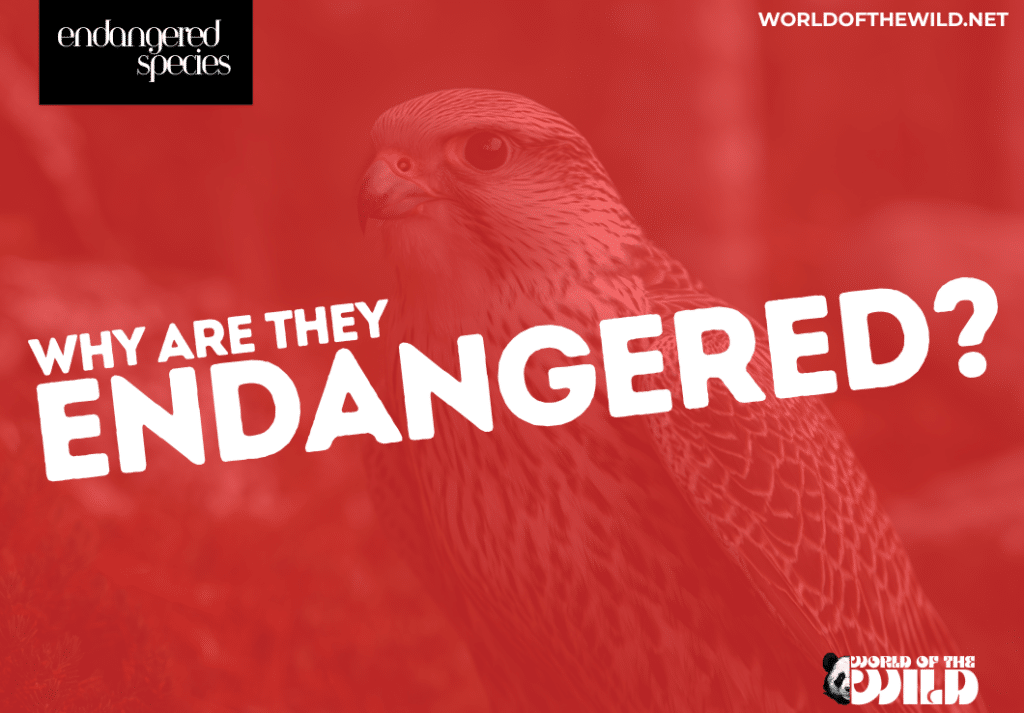 How many species are currently endangered in the world?