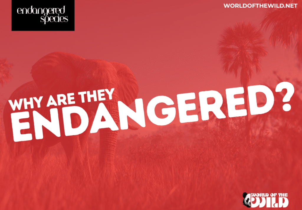 How many species are currently endangered in the world?
